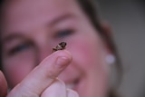 Paula Pownell with a cricket