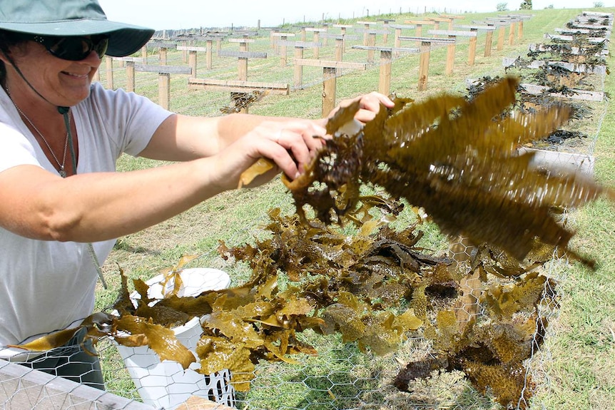 Jo Lane placing kelp on racks to dry before processing