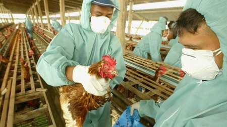 Bird flu outbreak in China sees massive chicken cull