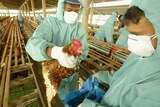 Bird flu outbreak in China sees massive chicken cull