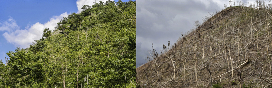 Hillside at Palo stripped of vegetation in Typhoon Haiyan