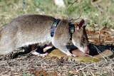 A giant African pouched rat sniffs a landmine.