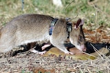 A giant African pouched rat sniffs a landmine.