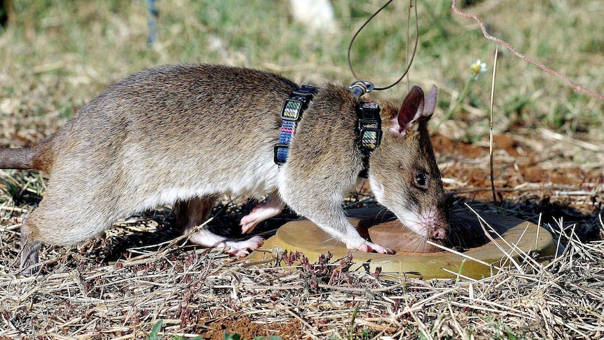 A giant African pouched rat sniffs a landmine.