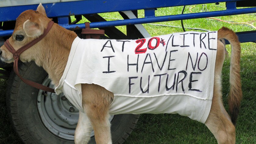 Calf at Tasmanian dairy farmers protest over milk price cuts.