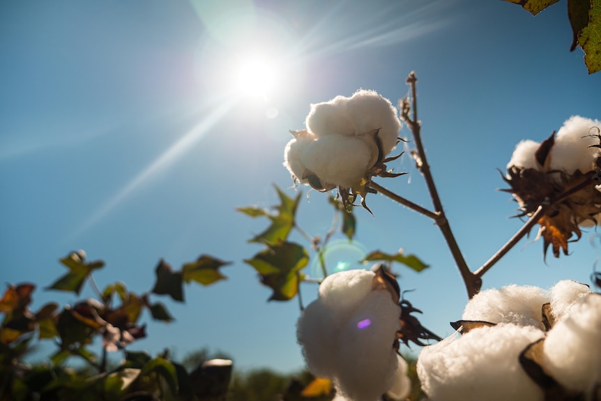 Close up of a cotton plant with cotton buds blooming in sunlight.