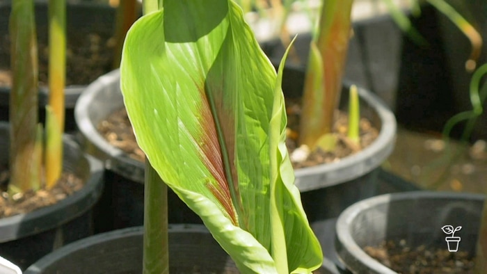 Plants growing in pots outdoors