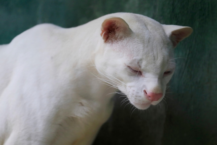 A white cat