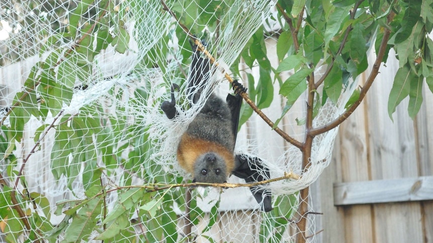 Grey-headed flying fox caught in netting over a fruit tree. 