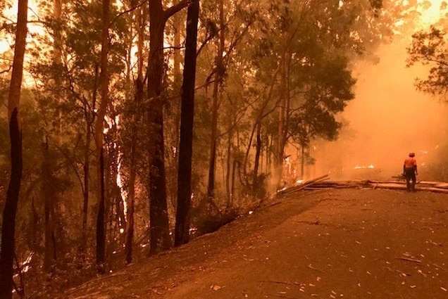 A firefighter stands near a fallen tree in a bushfire.
