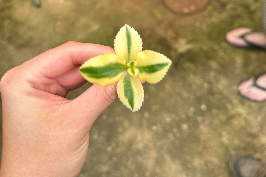 A four leafed plant is held the reporter's hands, showing yellowing from suspected bleaching