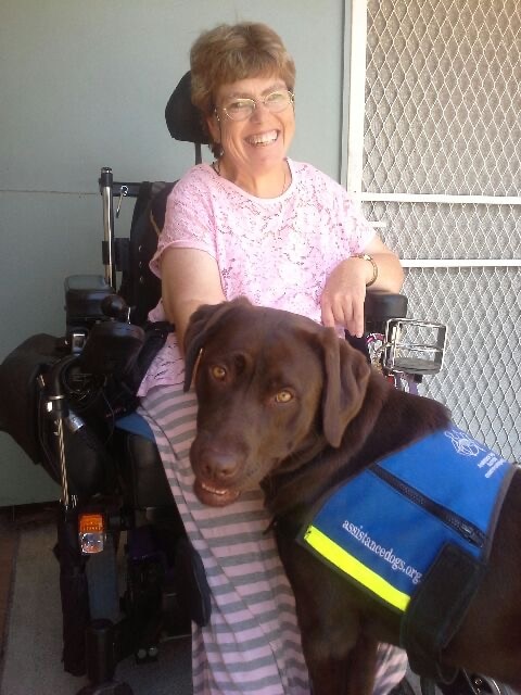 woman in wheelchair smiling as she pats her assistance dog, a chocolate Labrador which is wearing a blue jackets 