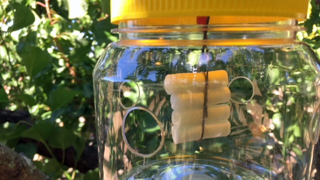 Fruit fly trap set up in a tree