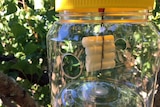 Fruit fly trap set up in a tree
