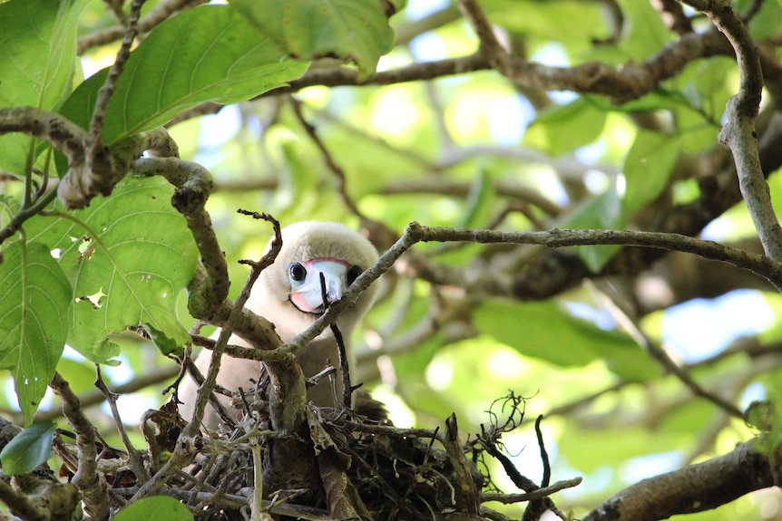 A fluffy white bird peeks through twigs as it sits on its nest.