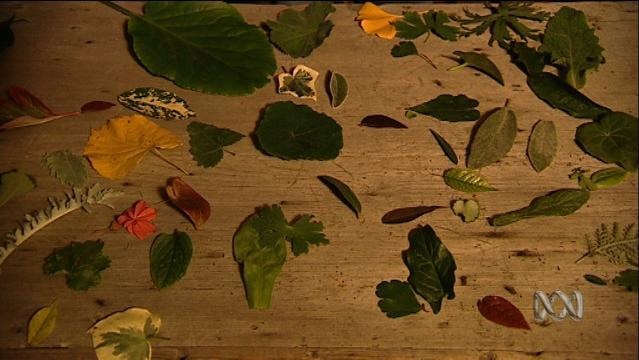 Different plant leaves on table