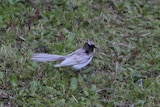 A rare white willie wagtail sits on grass.