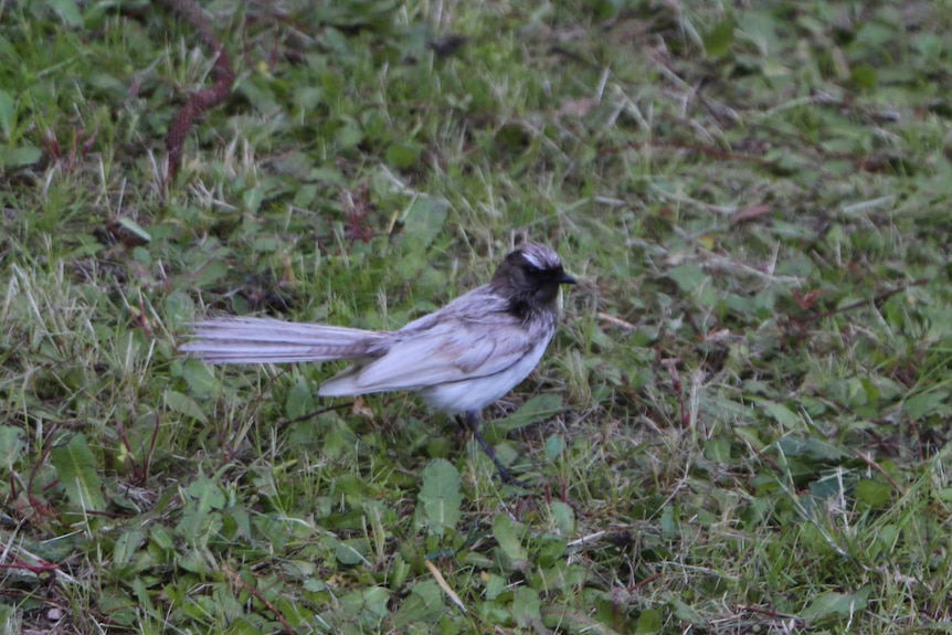 A rare white willie wagtail sits on grass.