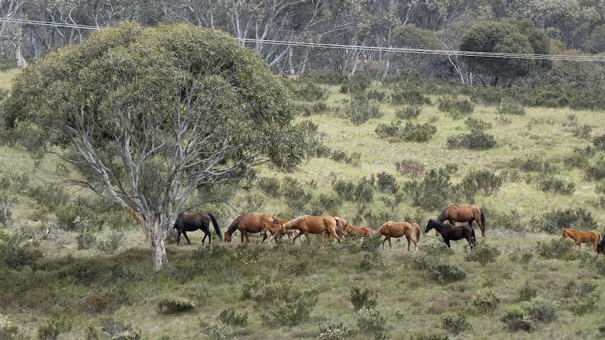 Brumbies in a field in the Snowy Mountains