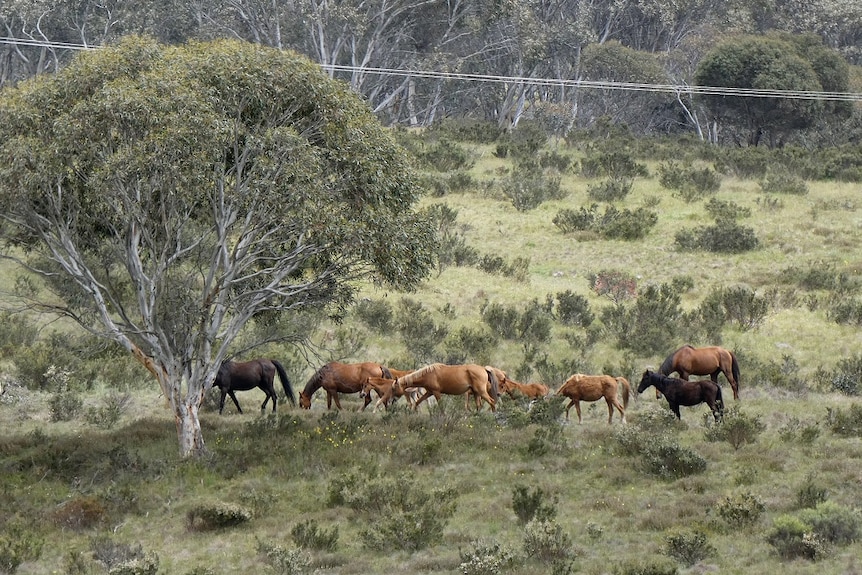 Brumbies in a field in the Snowy Mountains