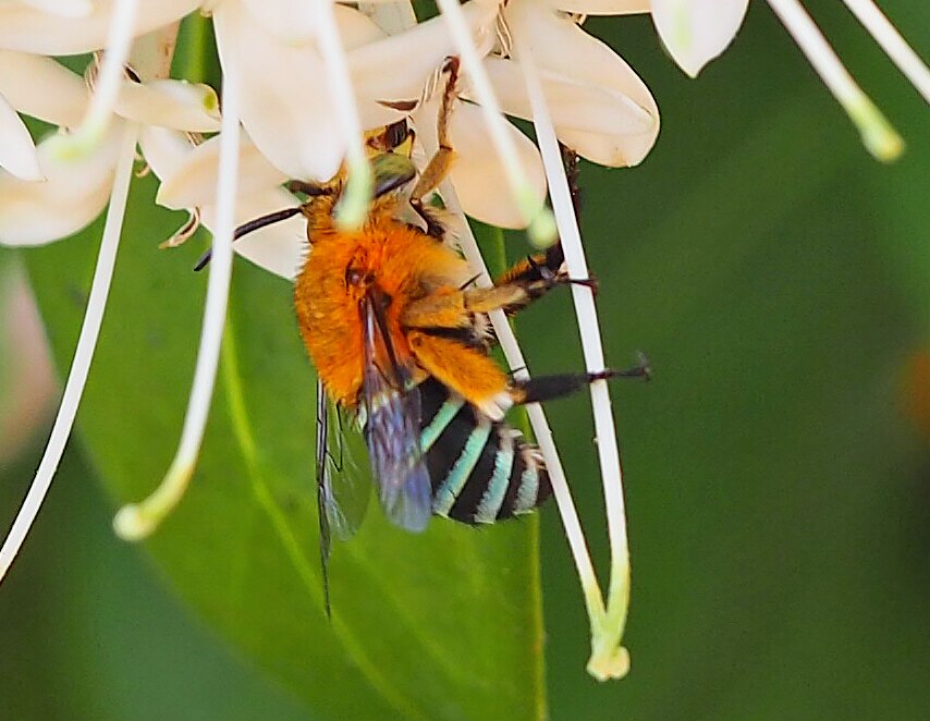 A blue-banded bee on a flower, blue bands against black lower, yellow upper.