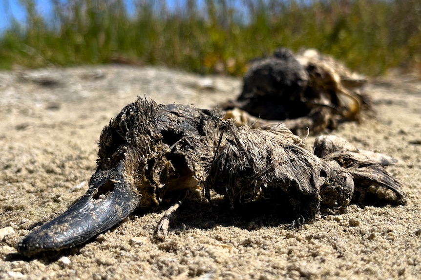 A dead duck decomposes on the shoreline.