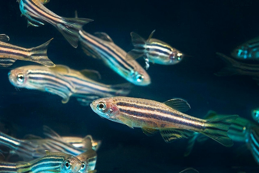 Zebra fish