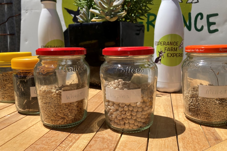 Several jars with grain inside laid out on a table