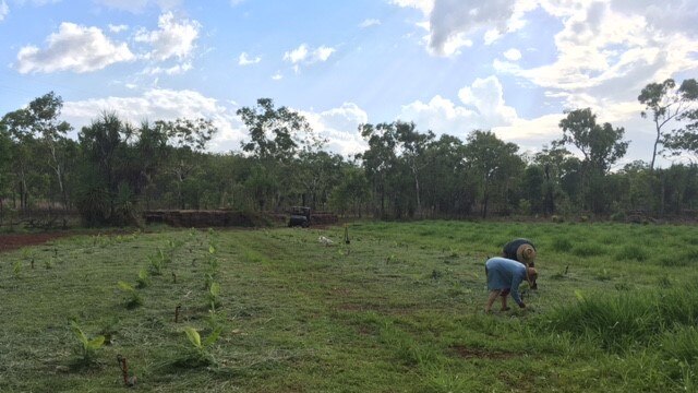 Two farmers are bent over working to plant banana trees in a crop