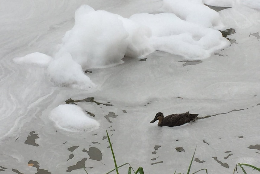 A duck swims in the foam-covered Dandenong Creek at Heathmont.