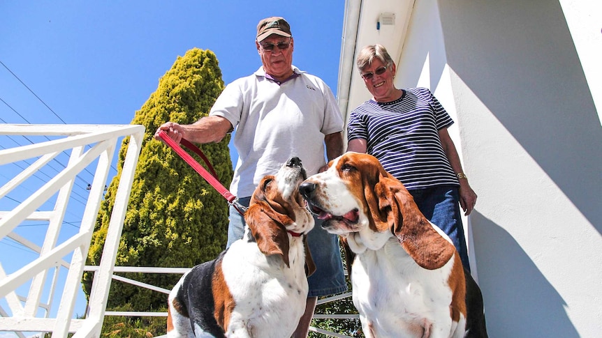 Two bassett hounds on top of a set of steps with a man and woman holding leads behind them