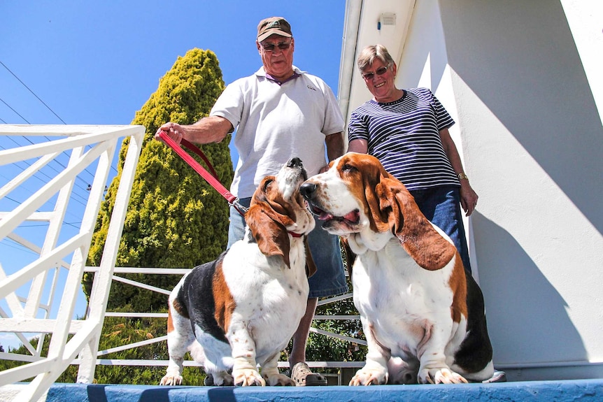 Two bassett hounds on top of a set of steps with a man and woman holding leads behind them