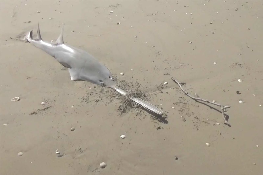 A sawfish on a beach.