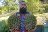 Man holding two large Bunya pines