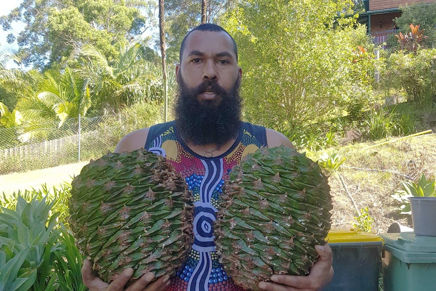 Man holding two large Bunya pines