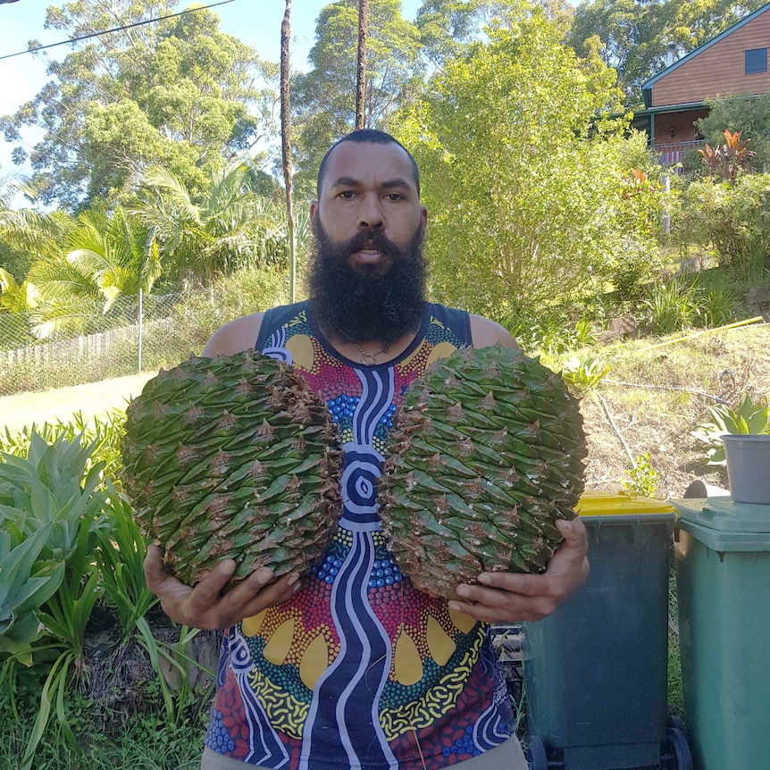 Man holding two large Bunya pine cones.