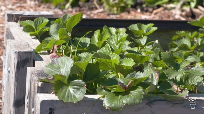 Strawberry plants growing in a timber vegetable garden bed
