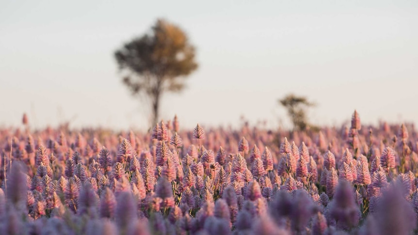 Field filled with bursting lilac flowers similar to large lavender flowers