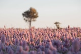Field filled with bursting lilac flowers similar to large lavender flowers