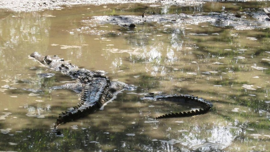Big dry forces crocodiles to dig in