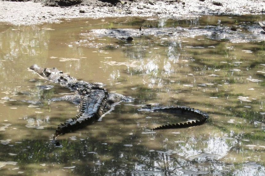 Big dry forces crocodiles to dig in