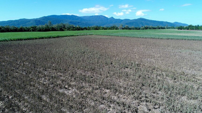 A paddock full of dead sunflower plants