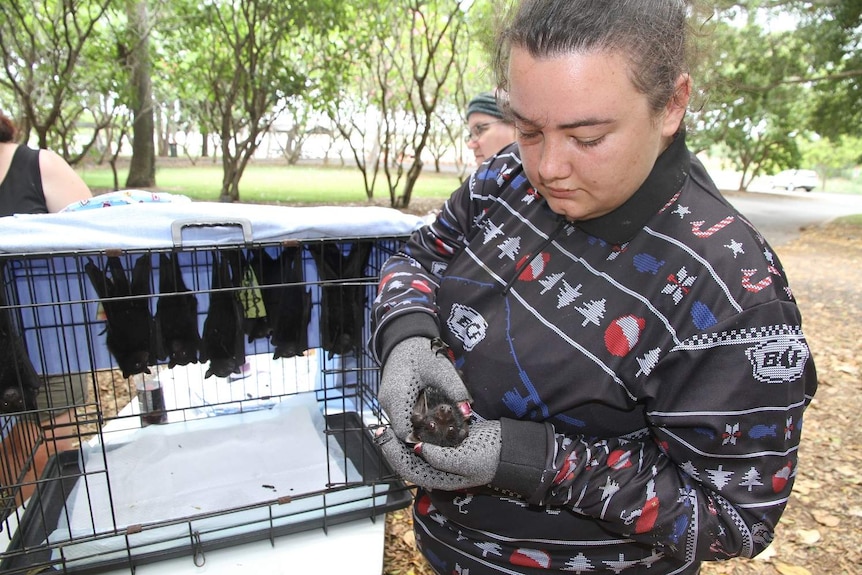 A woman holds a baby black bat in her hands with other baby bats in the background