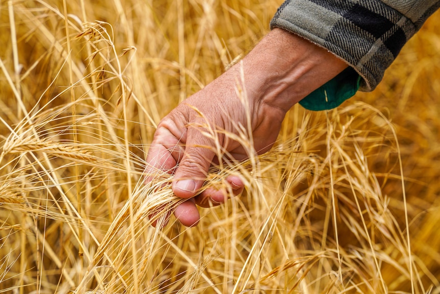 农民触摸田地中的大麦