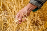 农民采摘澳大利亚大麦