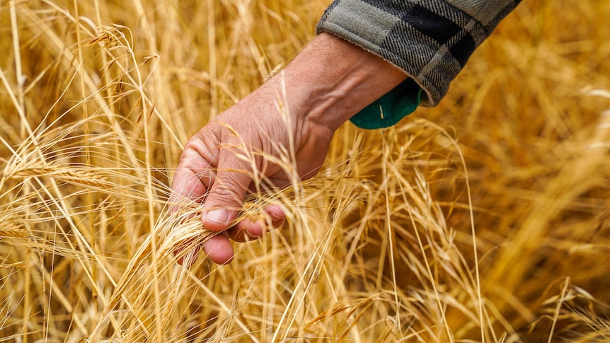 Farmer's hand feels ripe yellow barley 