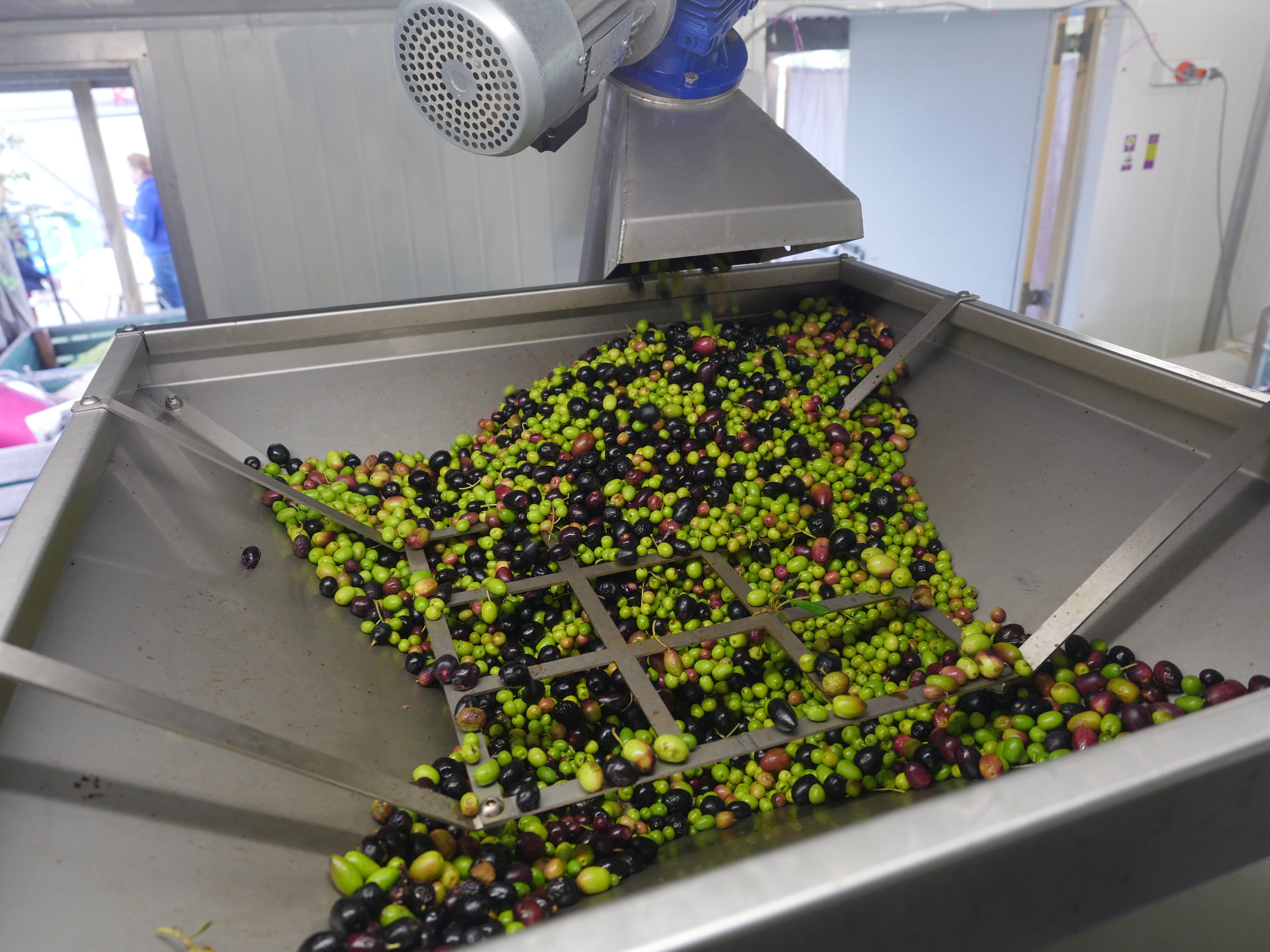 So you want to press your own olives? Here’s how it works in Tasmania