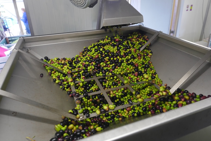 Green and black olives pour out of a stainless steel tube into a large downward-facing funnel