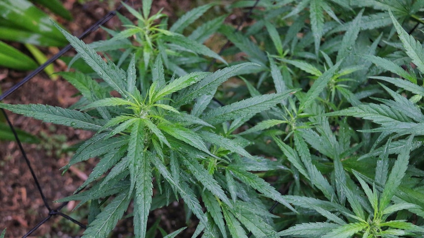 Cannabis plants, wet with rain, growing outside.