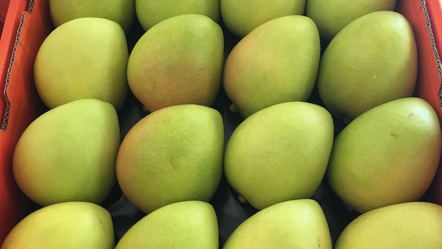 Class one mangoes